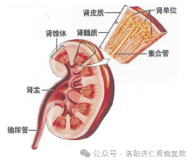 6种肾病不影响寿命，了解它们的管理与预防